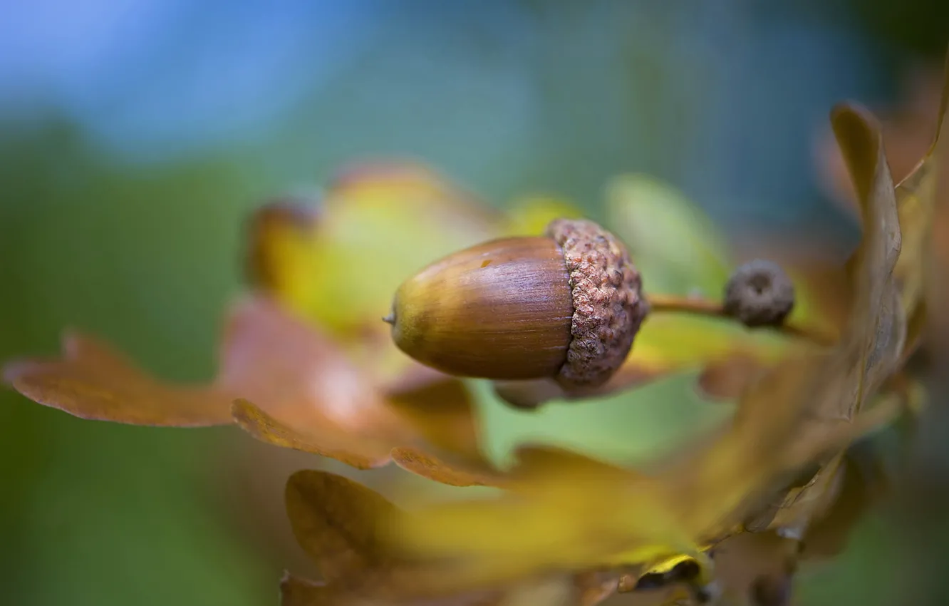 Фото обои листья, leaves, желудь, Jacky Parker, acorn