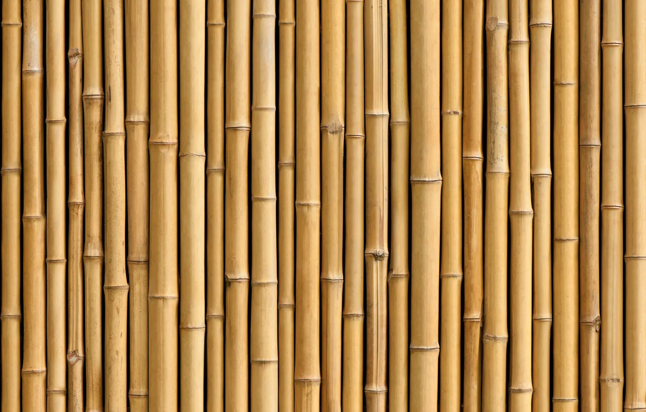 Фото обои Bamboo, plant, trunk