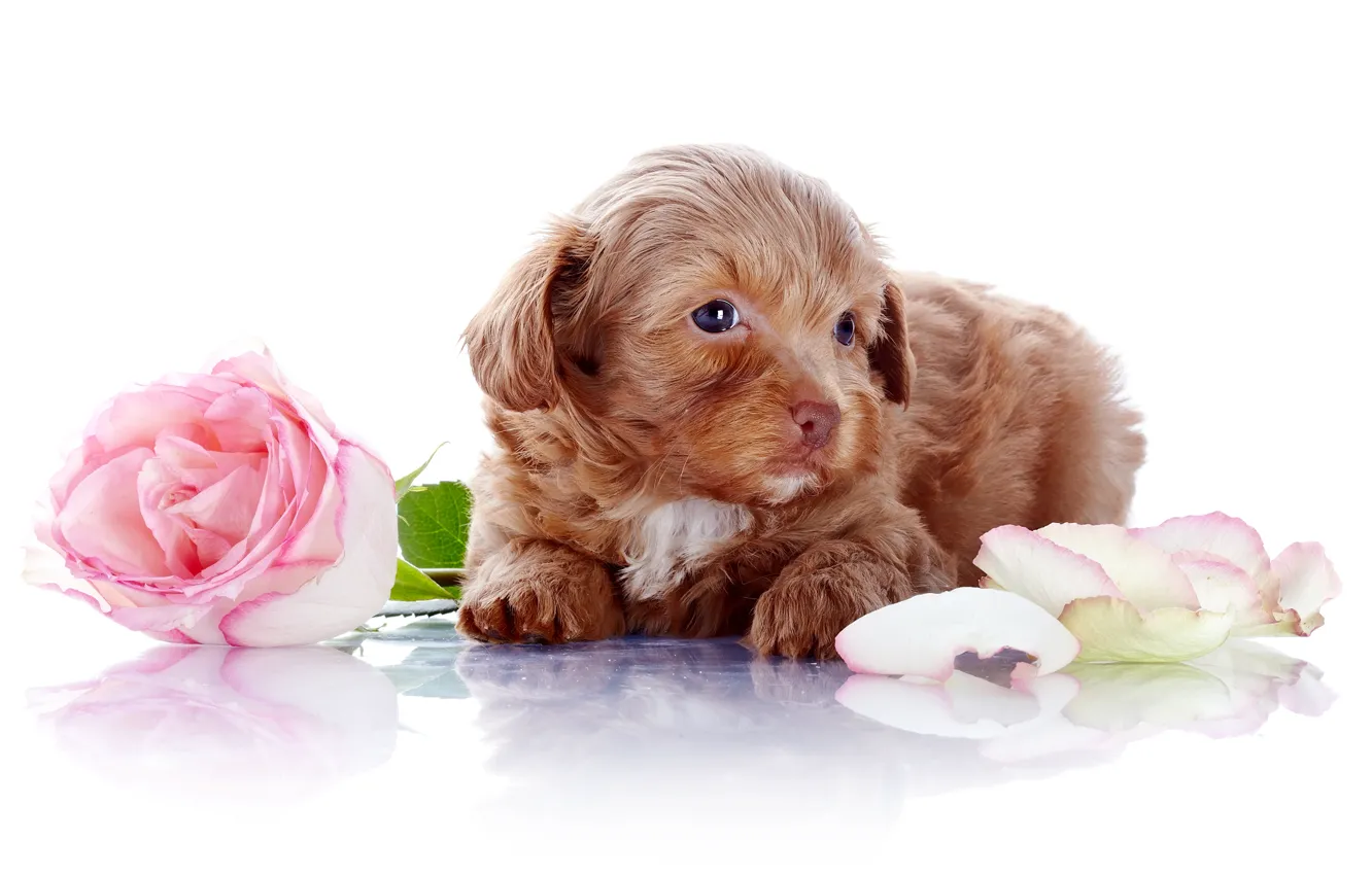 Фото обои цветы, роза, собака, лепестки