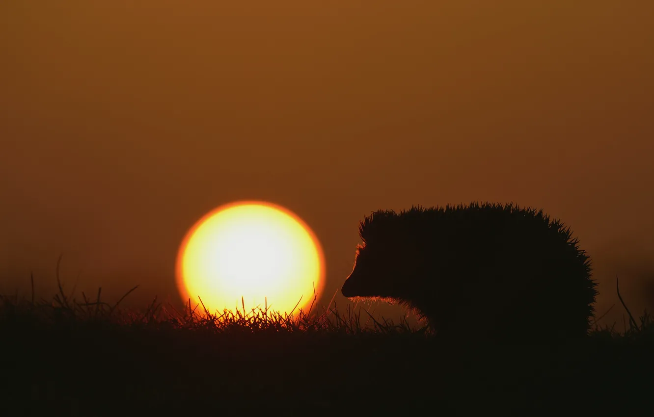 Фото обои трава, солнце, закат, природа, ежик