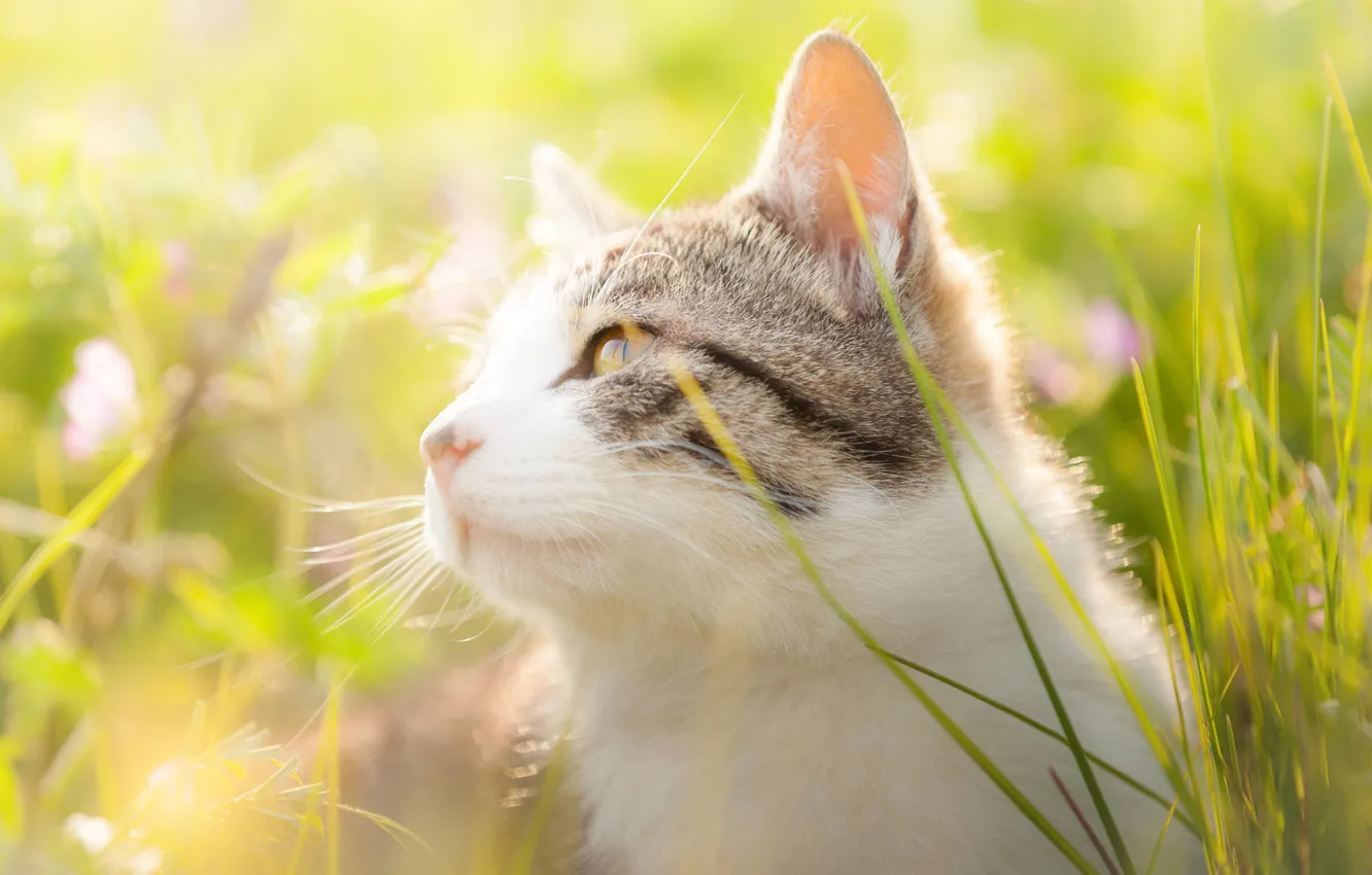 Фото обои кошка, трава, кот, взгляд, морда, свет, цветы, природа