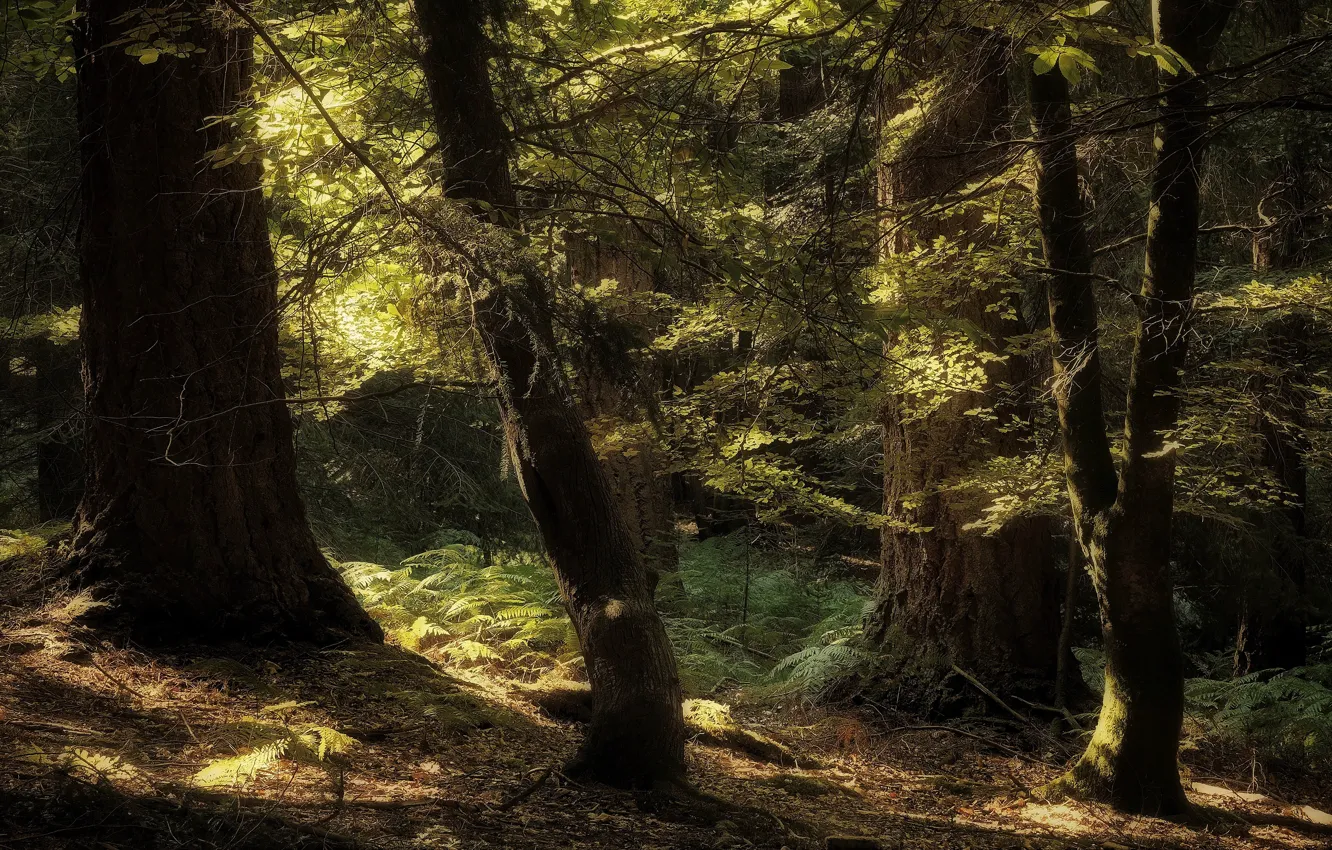 Фото обои лес, свет, деревья, ветки, природа, стволы, листва, папоротник