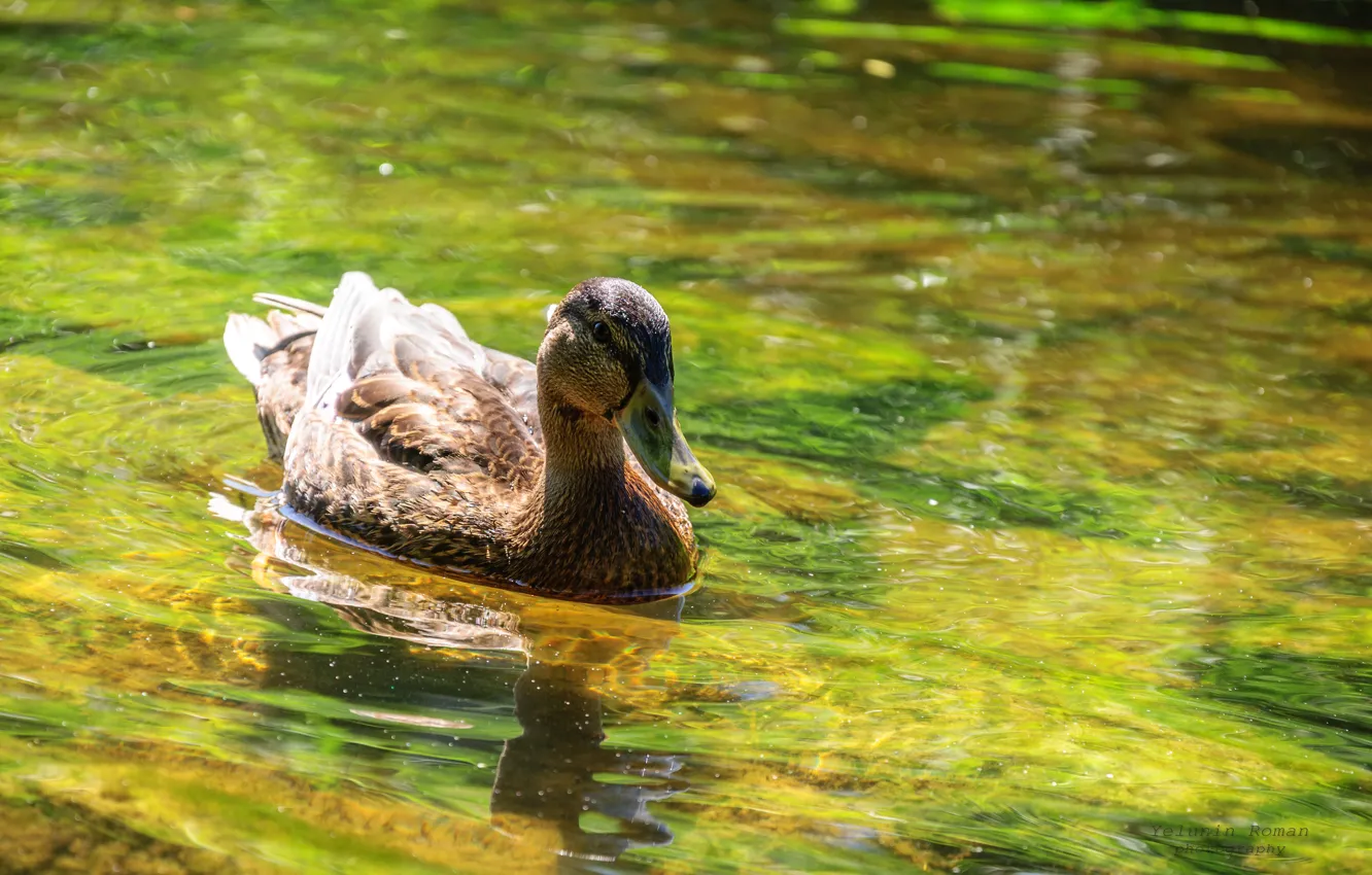 Фото обои green, dark, light, nature, yellow, bird, water, brown