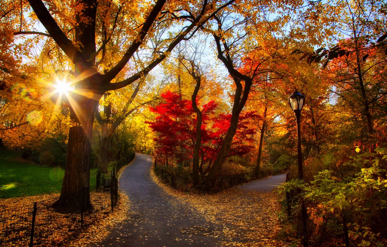 Фото обои дорога, осень, лес, листья, деревья, закат, природа, парк