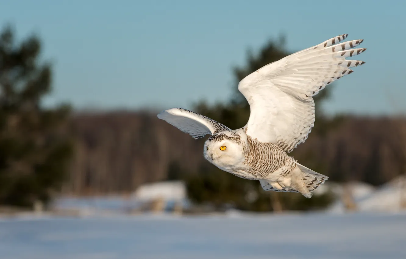 Фото обои зима, снег, полет, природа, сова, птица, крылья, летит