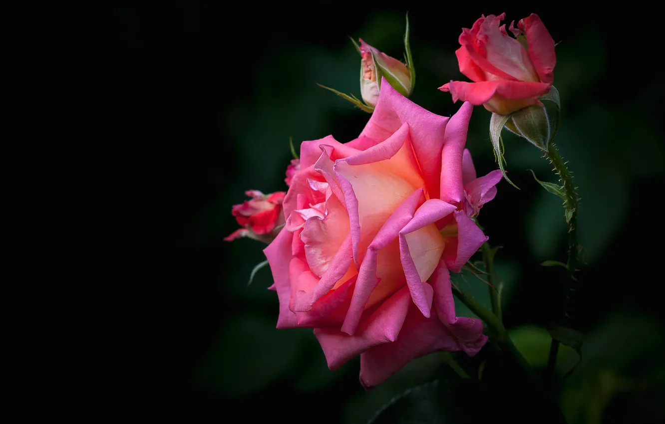 Фото обои листья, розы, бутон, розовые, черный фон