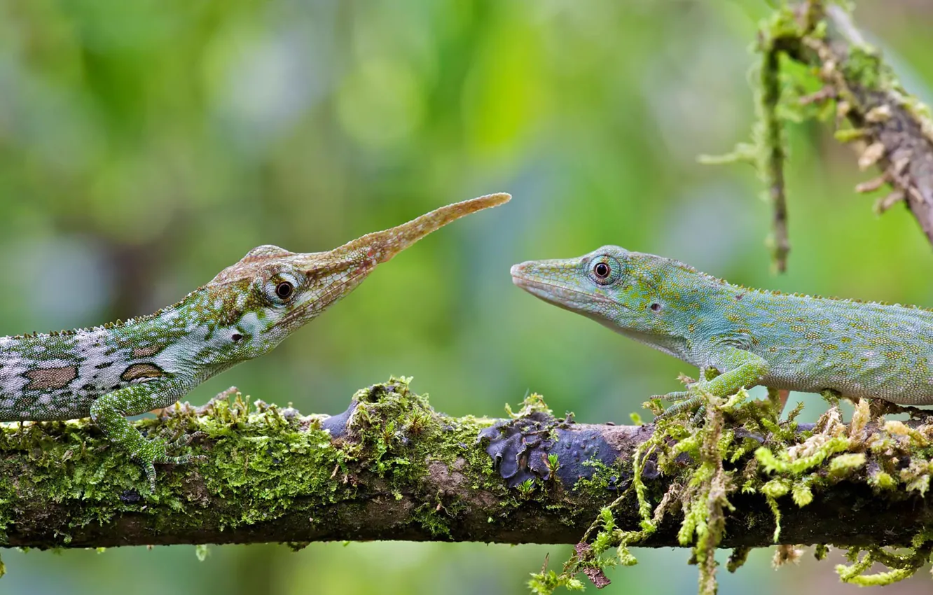 Фото обои ящерица, самка, самец, Эквадор, анолис