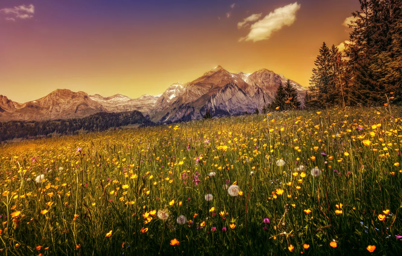 Фото обои трава, деревья, цветы, горы, Швейцария, Альпы, hdr, одуванчики