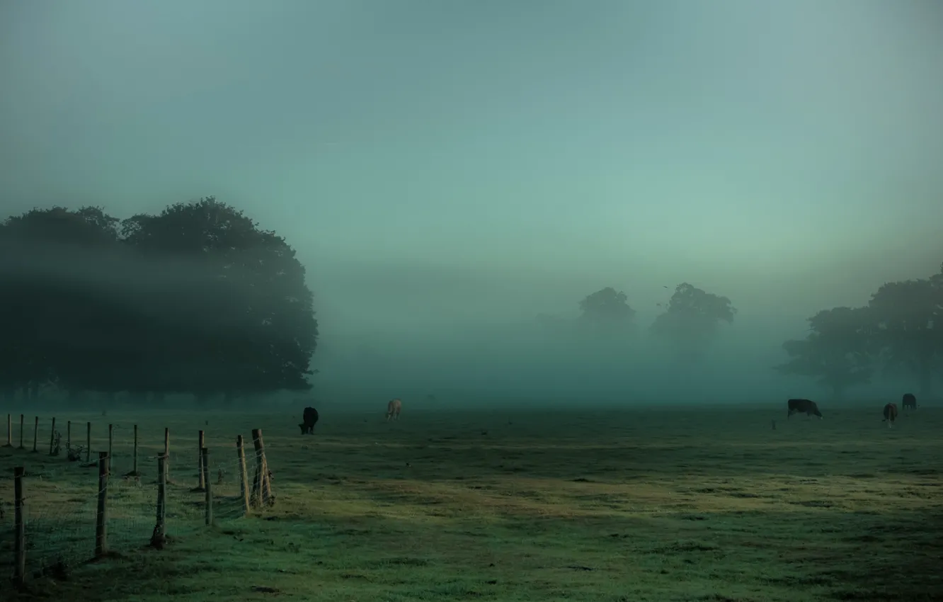 Фото обои трава, деревья, туман, забор, коровы, луг