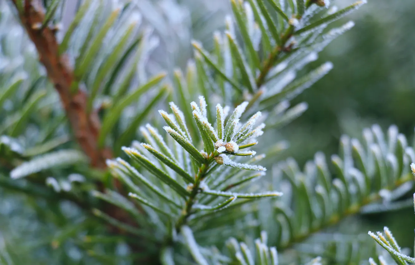 Фото обои winter, spruce, twig, hoarfrost