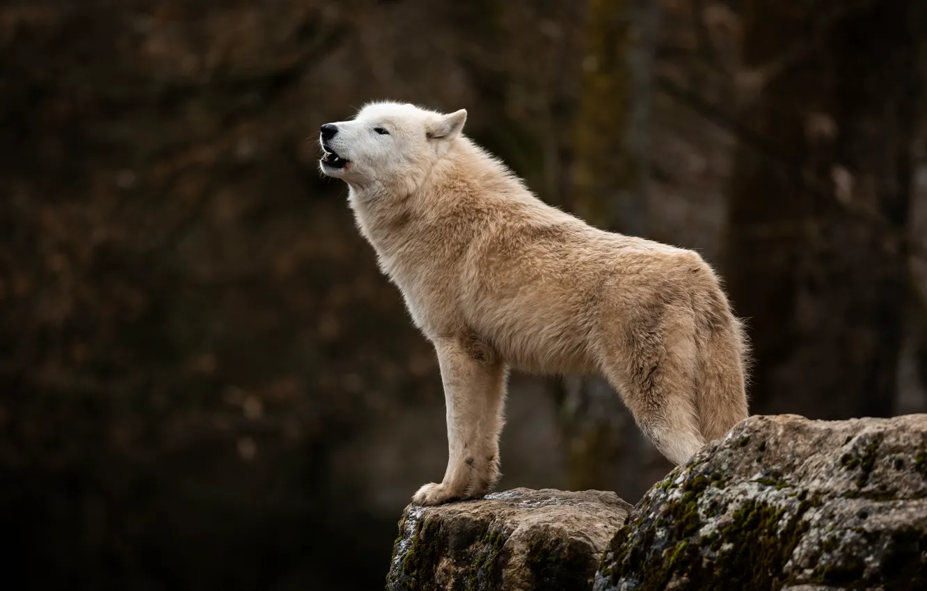 Фото обои лес, белый, темный фон, камни, волк, арктический, полярный, волчий вой