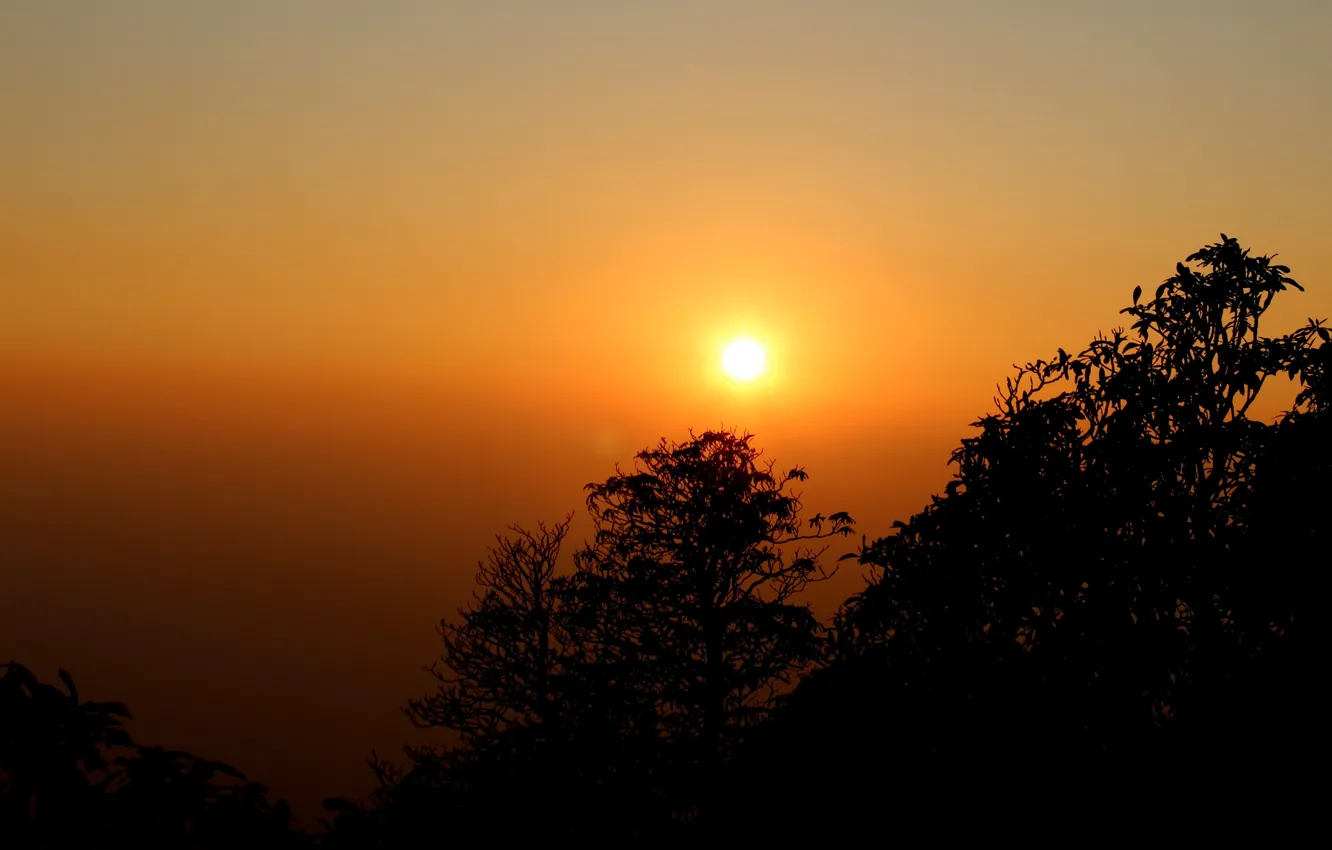 Фото обои деревья, закат, силуэт, дымка