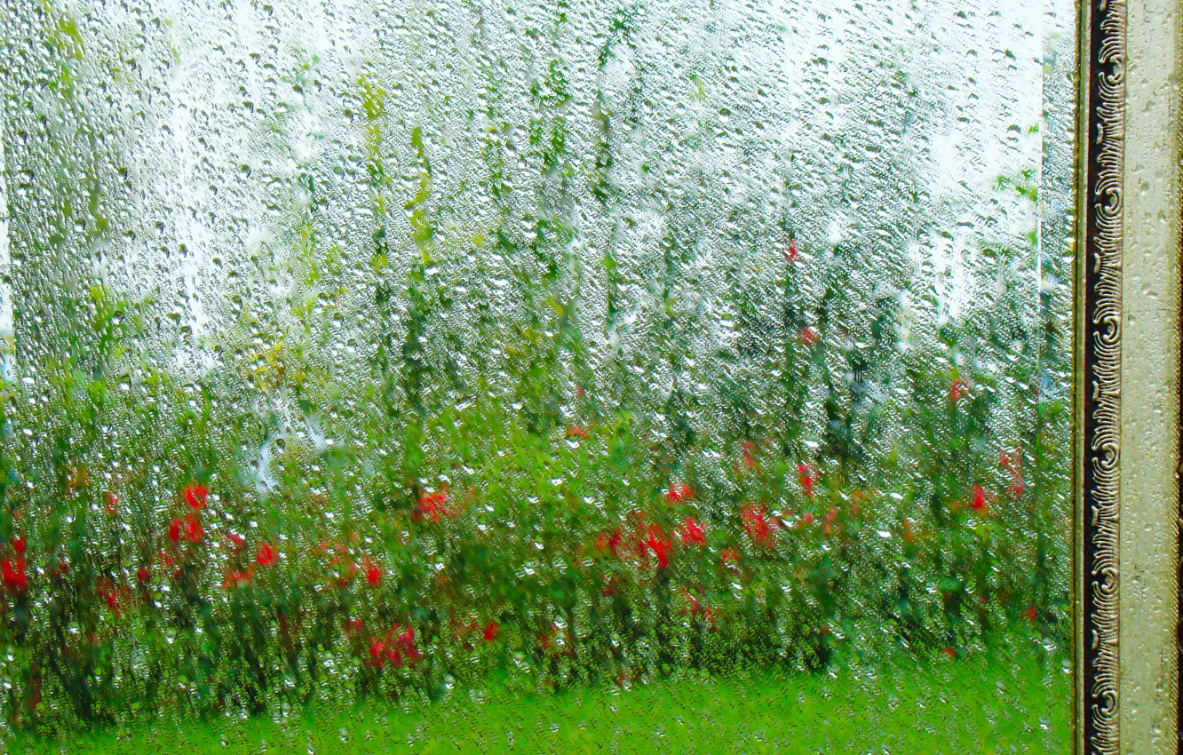 Фото обои зелень, капли, отражение, дождь, зеркало, после дождя, текстуры