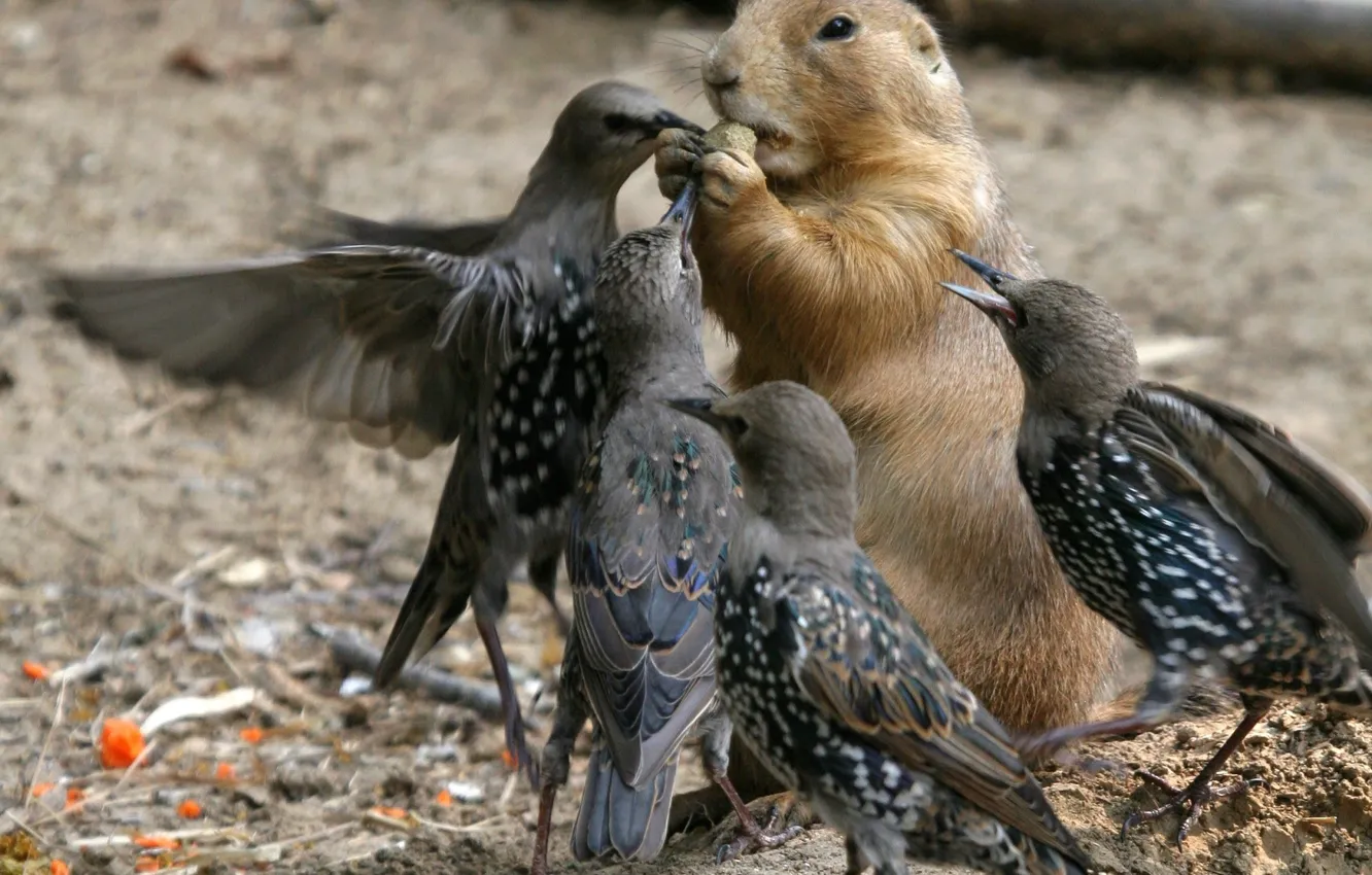 Фото обои птица, зверёк, воришка