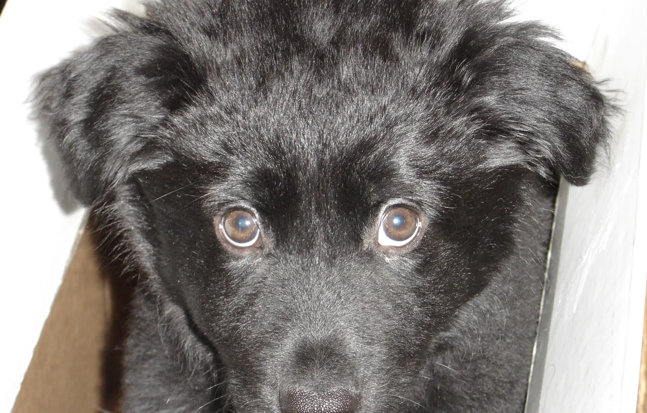 Фото обои Dog, Border Collie, Cute, Puppy