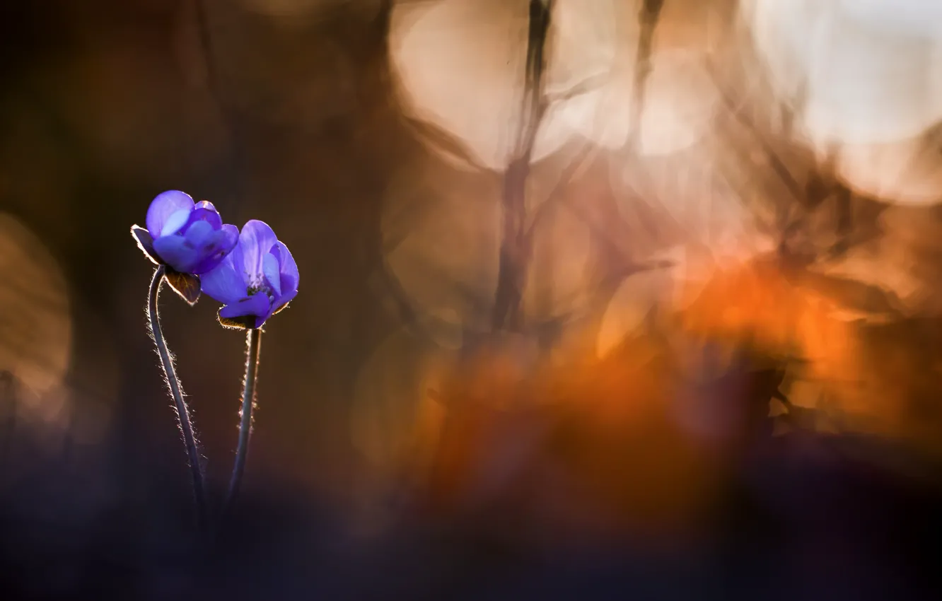 Фото обои цветы, природа, весна, Hepatica nobilis