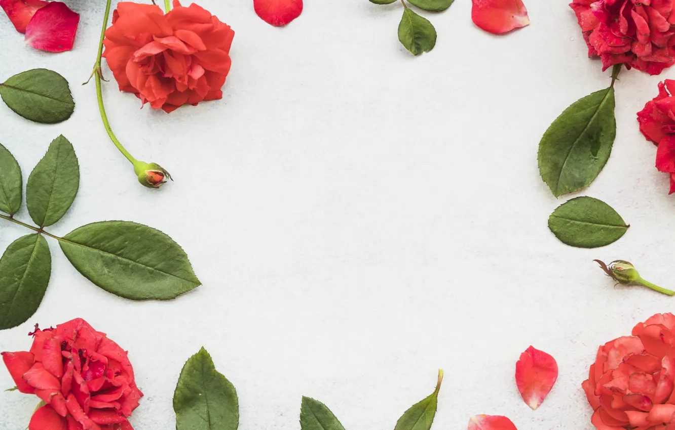 Фото обои листья, цветы, розы, лепестки, красные, red, leaves, petals
