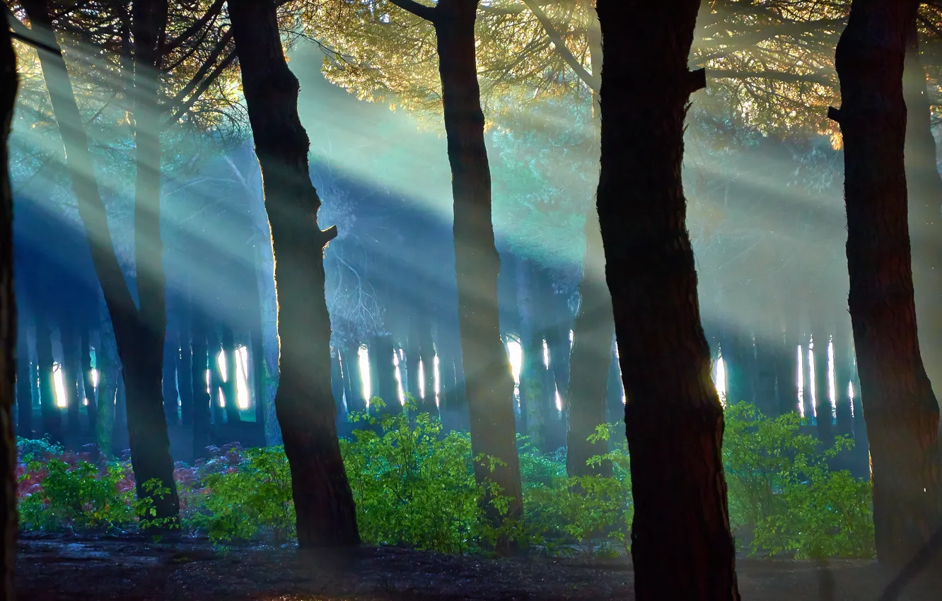 Фото обои лес, лучи, свет, деревья, пейзаж, синий, природа, зеленый