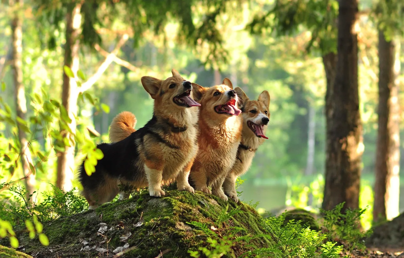 Фото обои лес, собаки, трио, вельш-корги