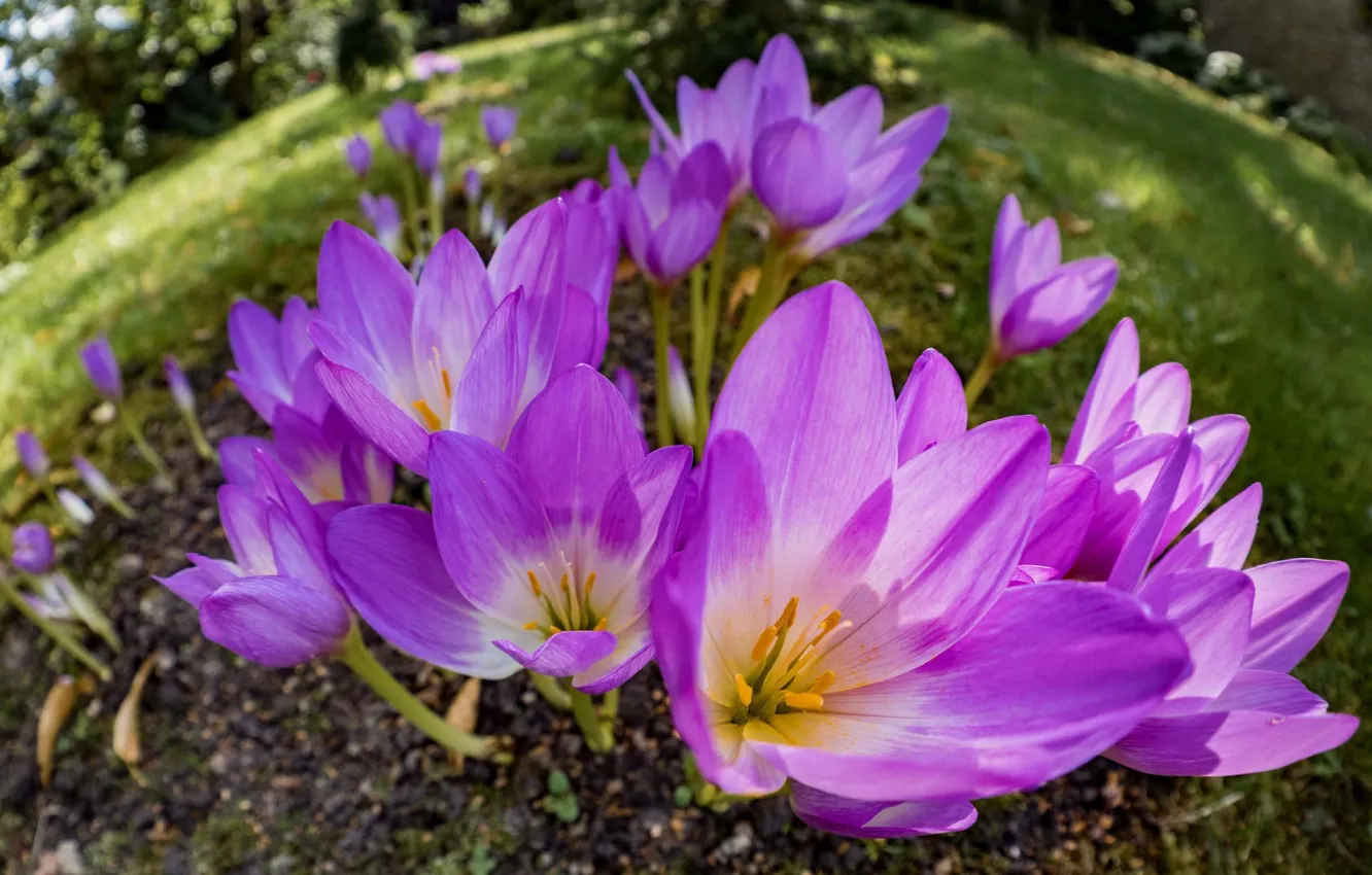 Обои цветы, весна, крокусы, розовые, ракурс на телефон и рабочий стол ...