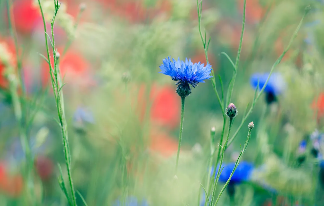 Фото обои поле, цветы, поляна, маки, размытие, луг, голубые, красные