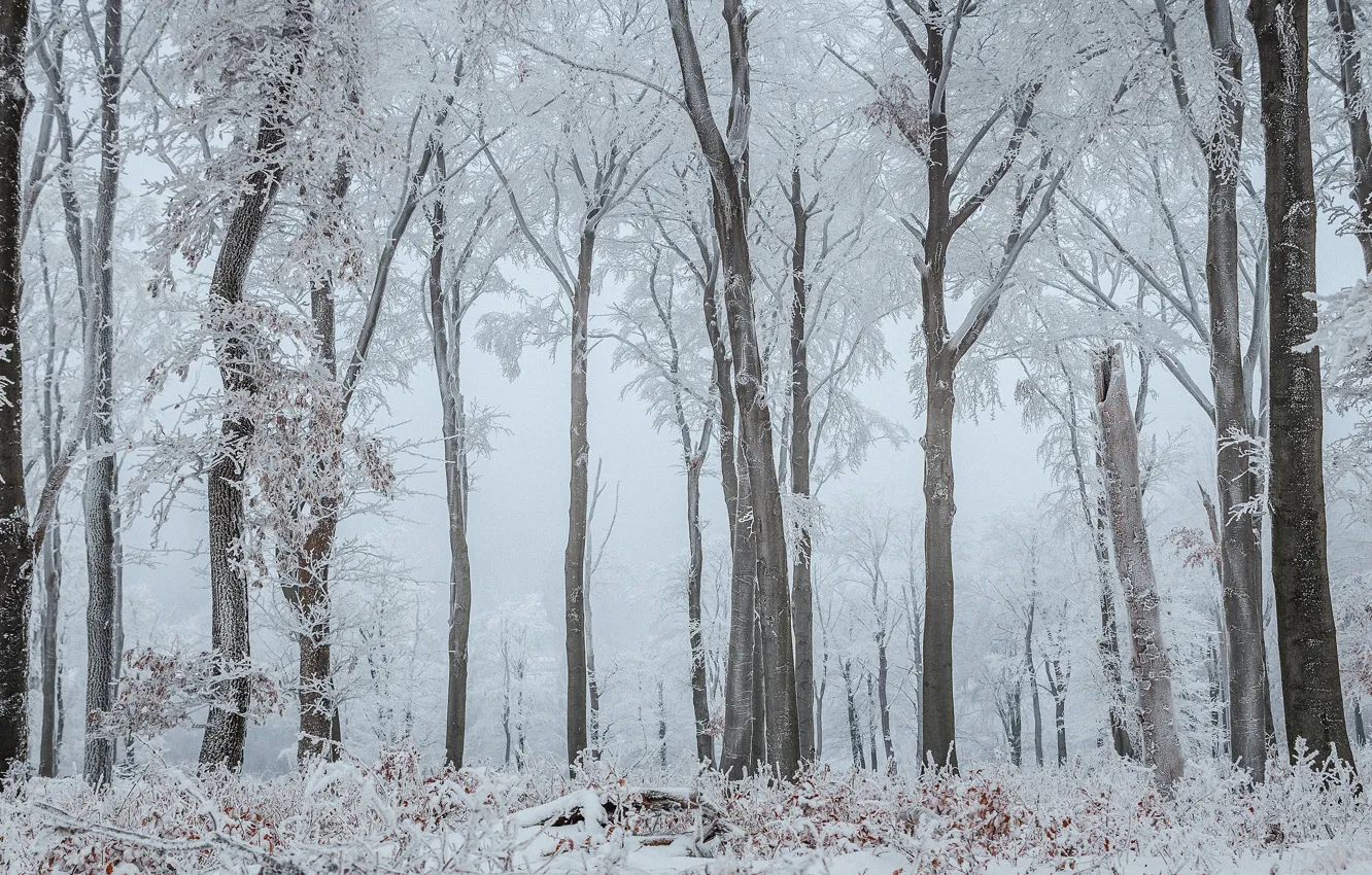 Фото обои зима, иней, лес, снег, деревья, ветки, природа, стволы
