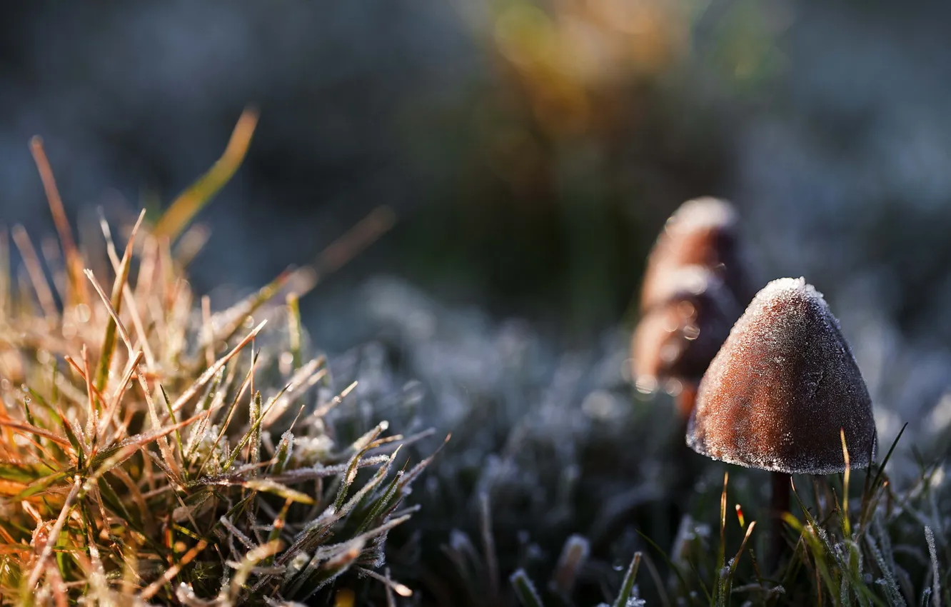 Фото обои осень, природа, грибы
