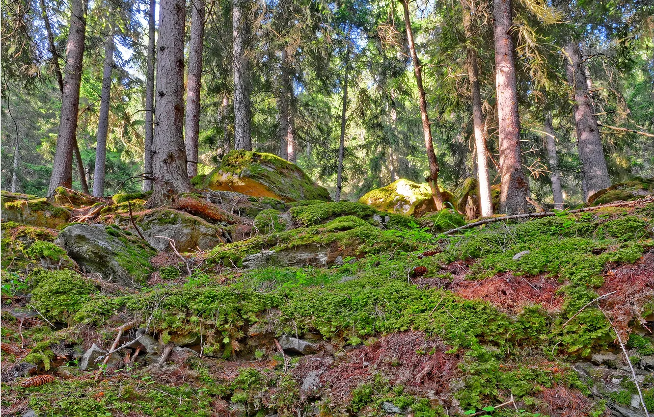 Фото обои лес, трава, деревья, камни, обрыв, мох, круча