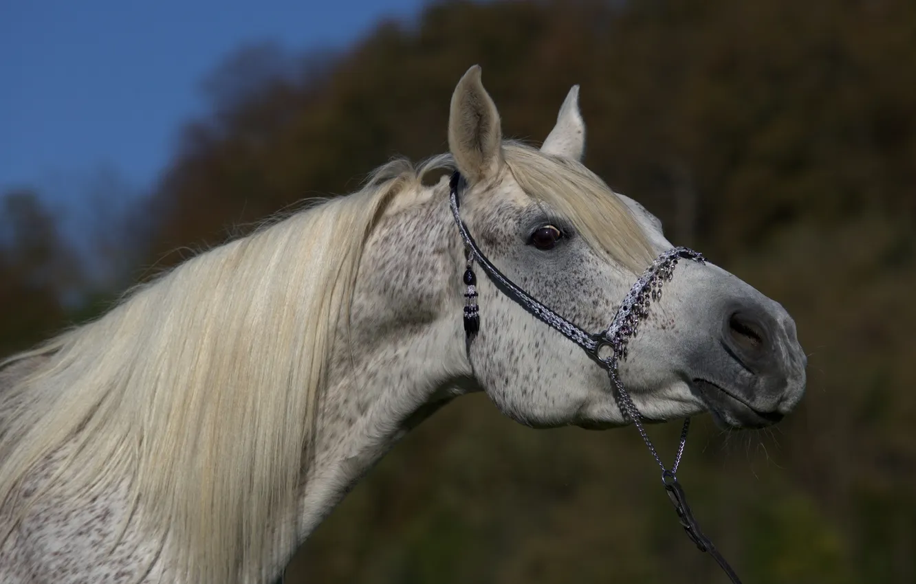 Фото обои морда, серый, конь, лошадь, грива, шея, (с) OliverSeitz