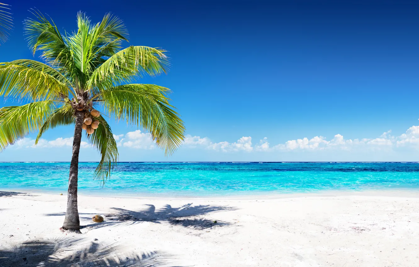 Фото обои пляж, тропики, пальма, Море, голубое небо