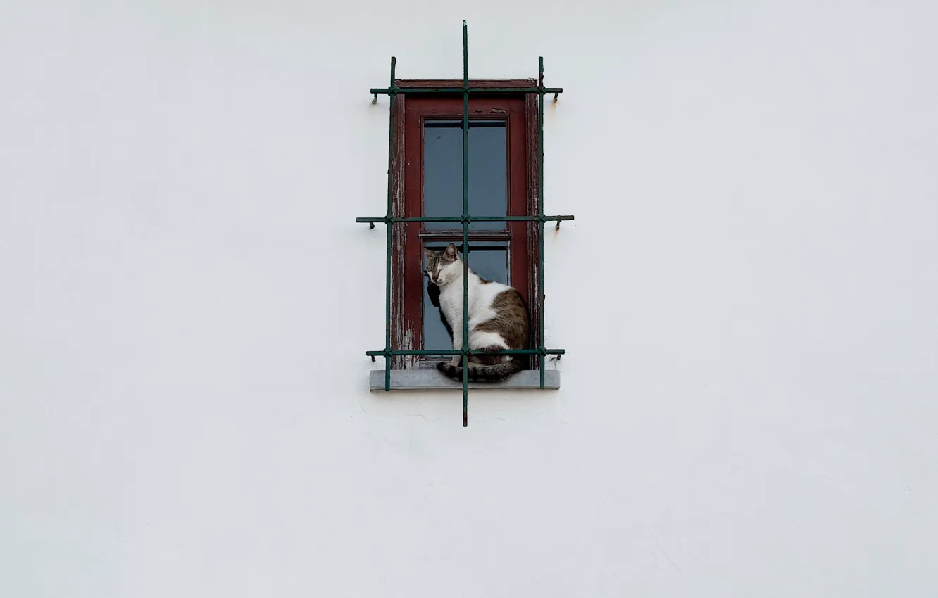 Фото обои кошка, окно, решётка