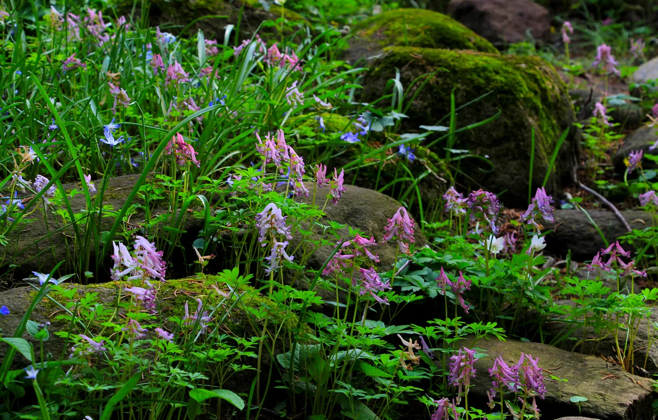 Фото обои flower, stones, plant