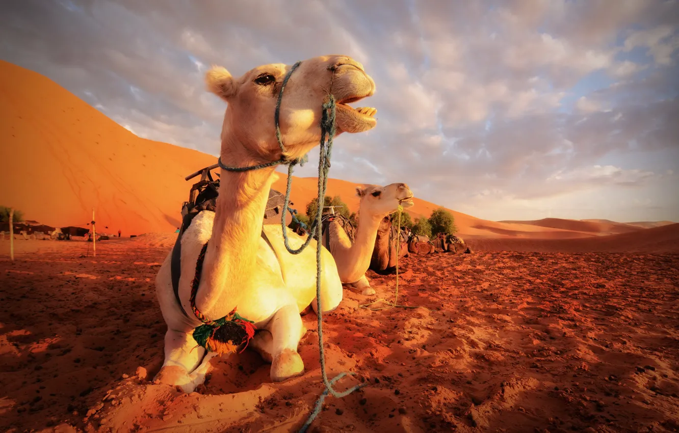 Фото обои природа, пустыня, верблюды