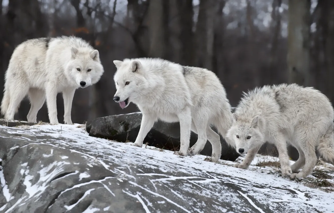 Фото обои Wild, wolf, Animals, white wolf, White Wolves Pack, three white wolves