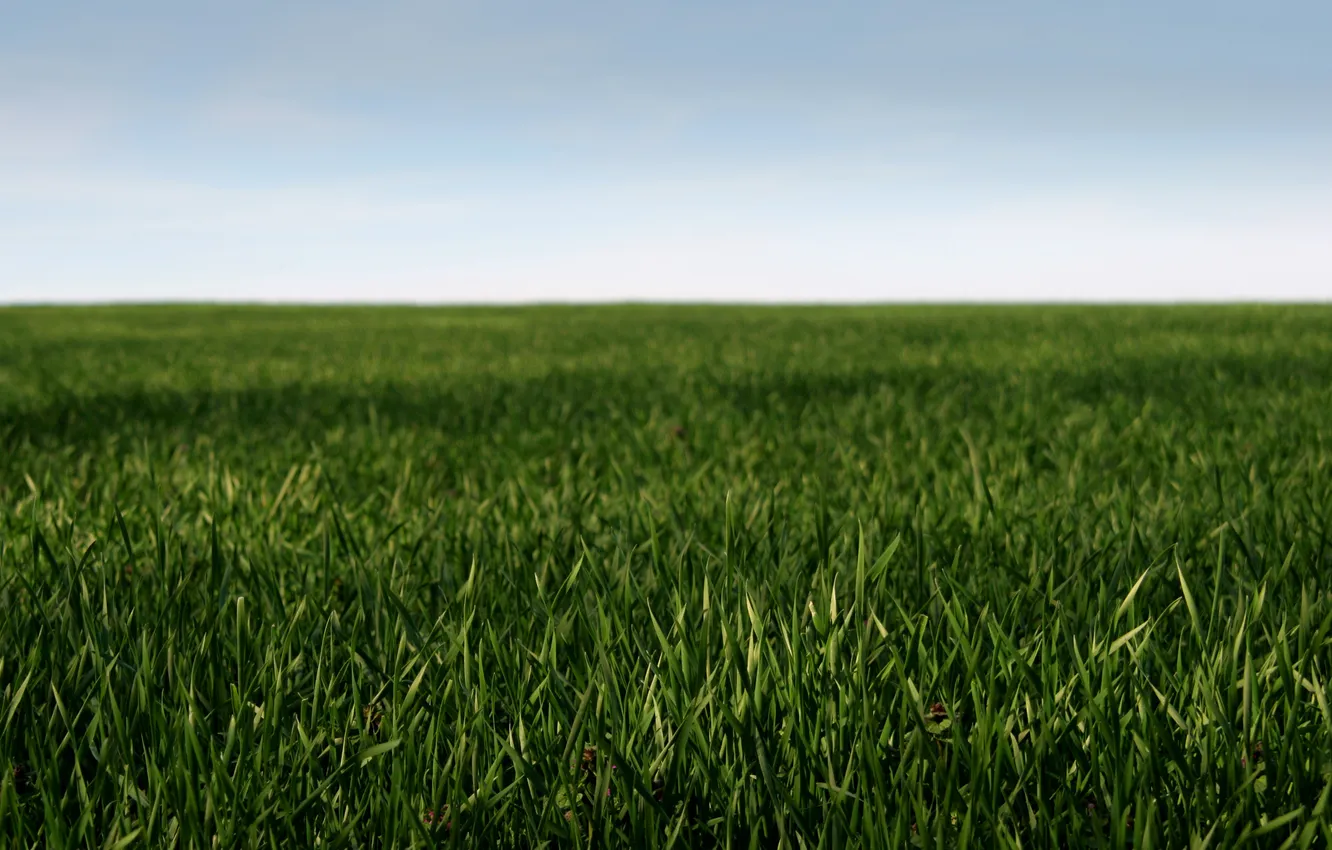 Фото обои поле, небо, трава, макро, природа, пейзажи, поля