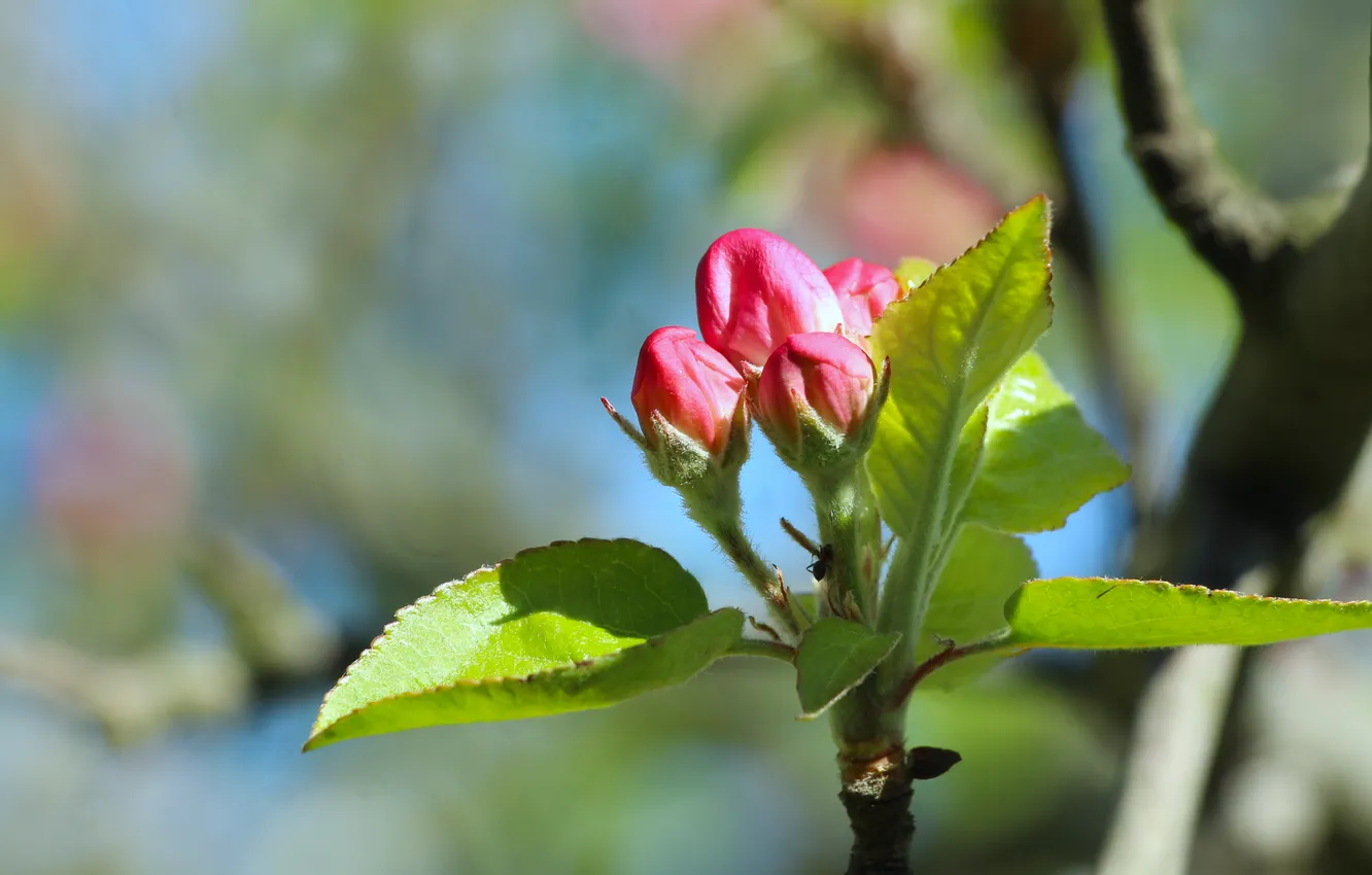 Фото обои pink, spring, twig, flower bad