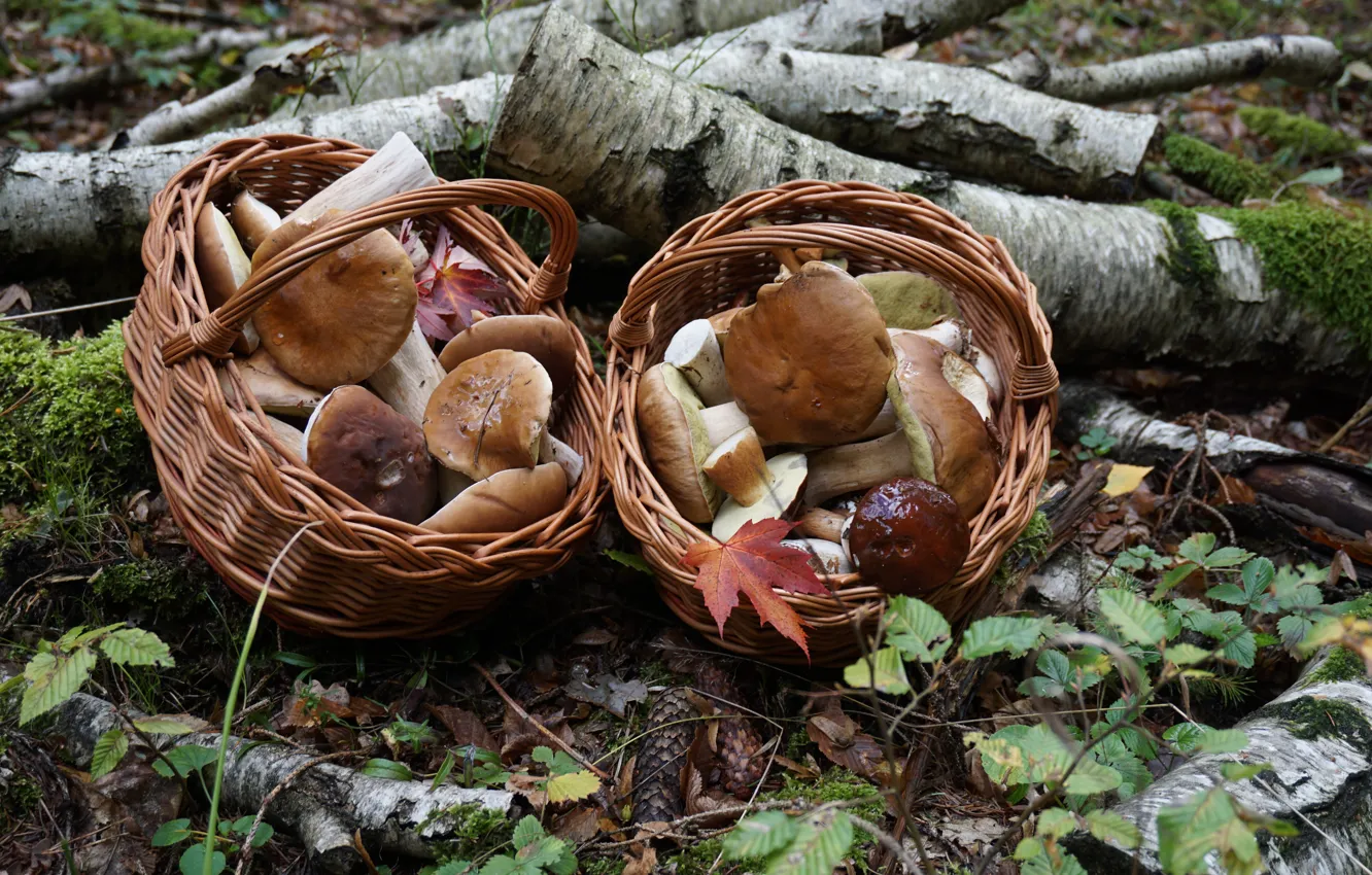 Фото обои лес, грибы, корзинки