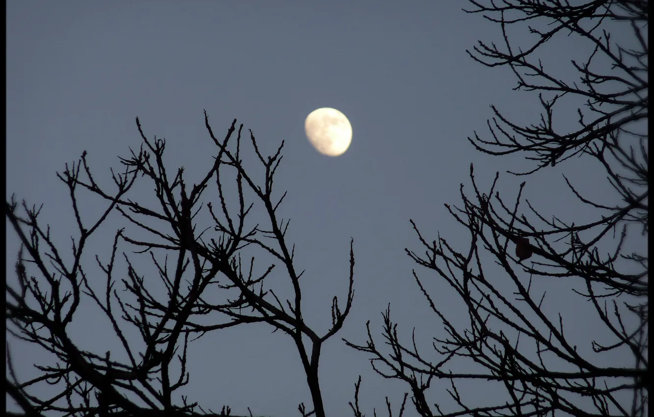 Фото обои небо, ветви, Луна, moon, силует, sky, nature