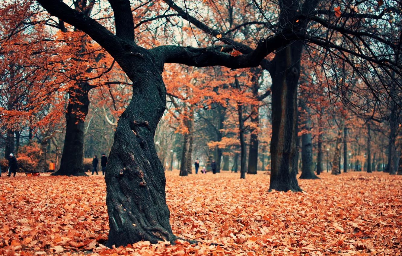 Фото обои осень, парк, дерево