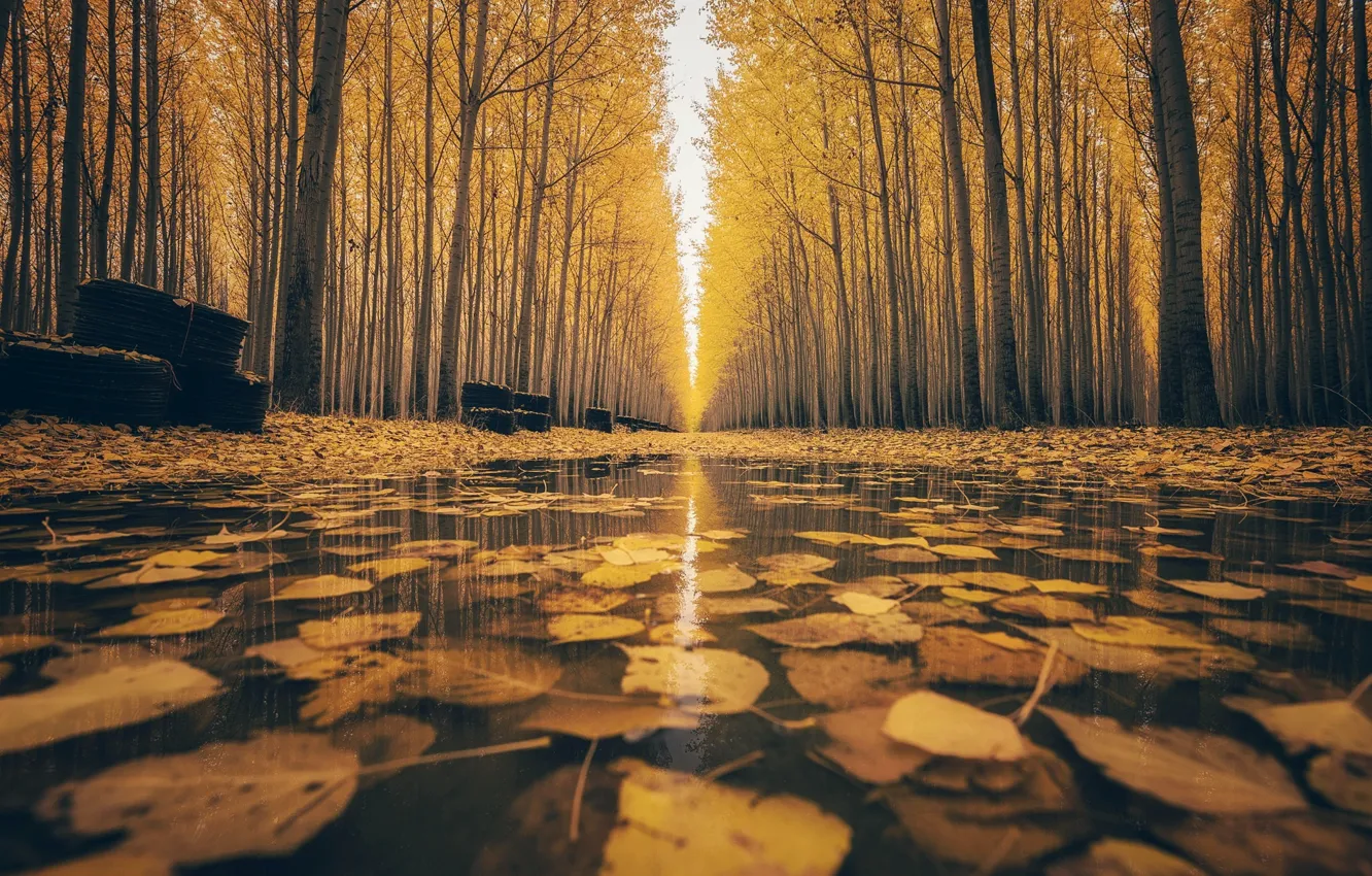 Фото обои осень, город, парк