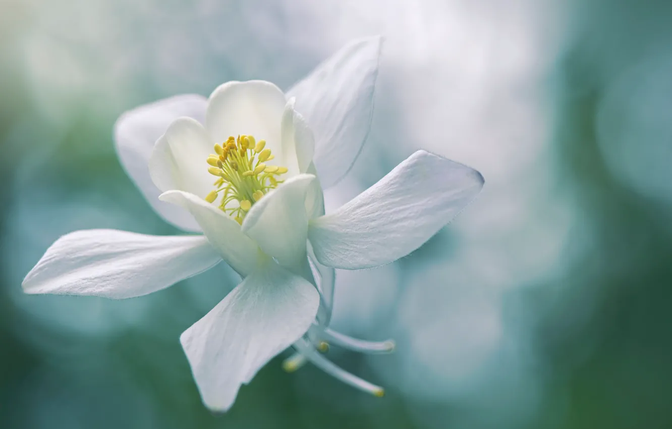 Фото обои белый, цветок, соцветие