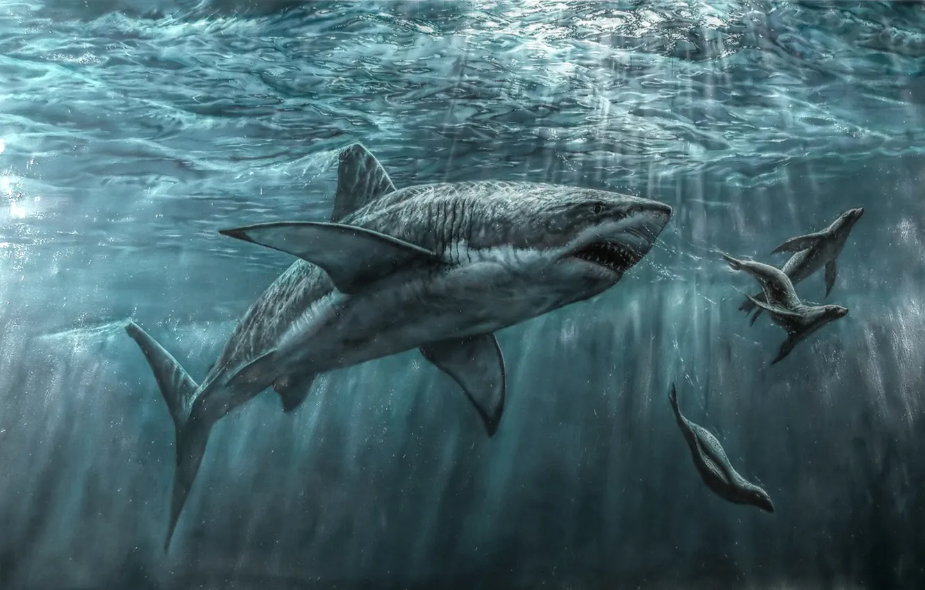 Фото обои море, рисунок, тюлень, хищник, акула