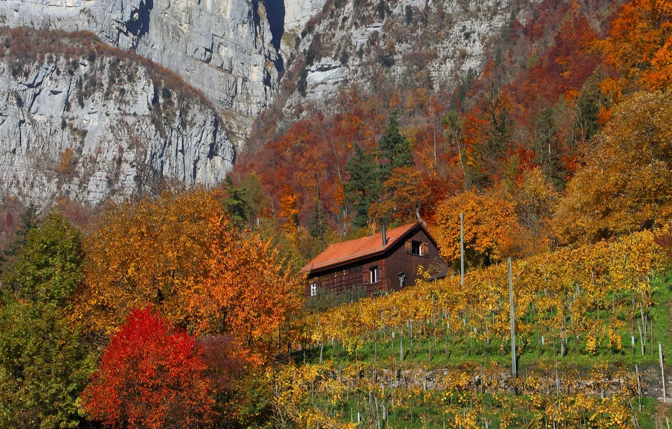 Фото обои осень, деревья, горы, дом, скалы, склон, виноградник
