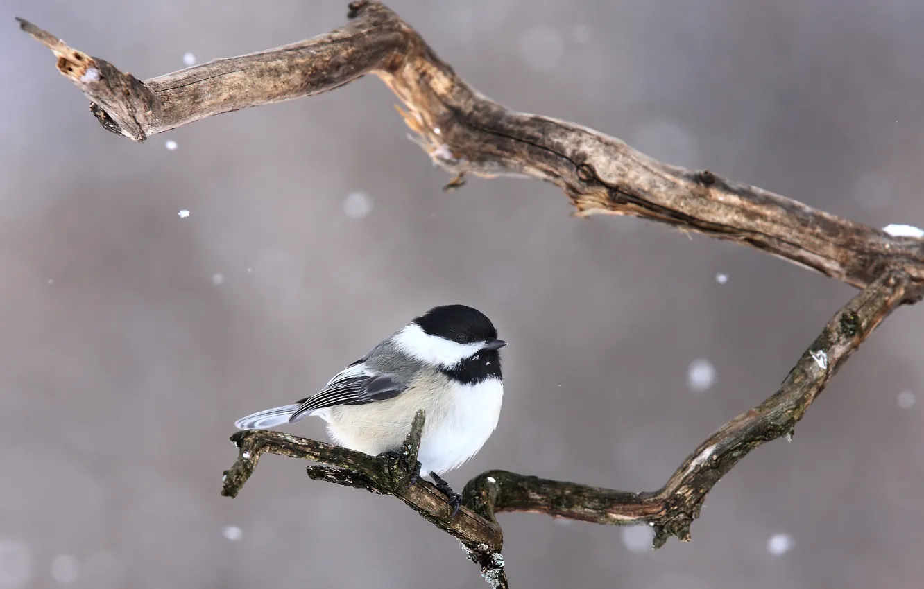 Фото обои снег, птица, ветка, bird, branch, snowing