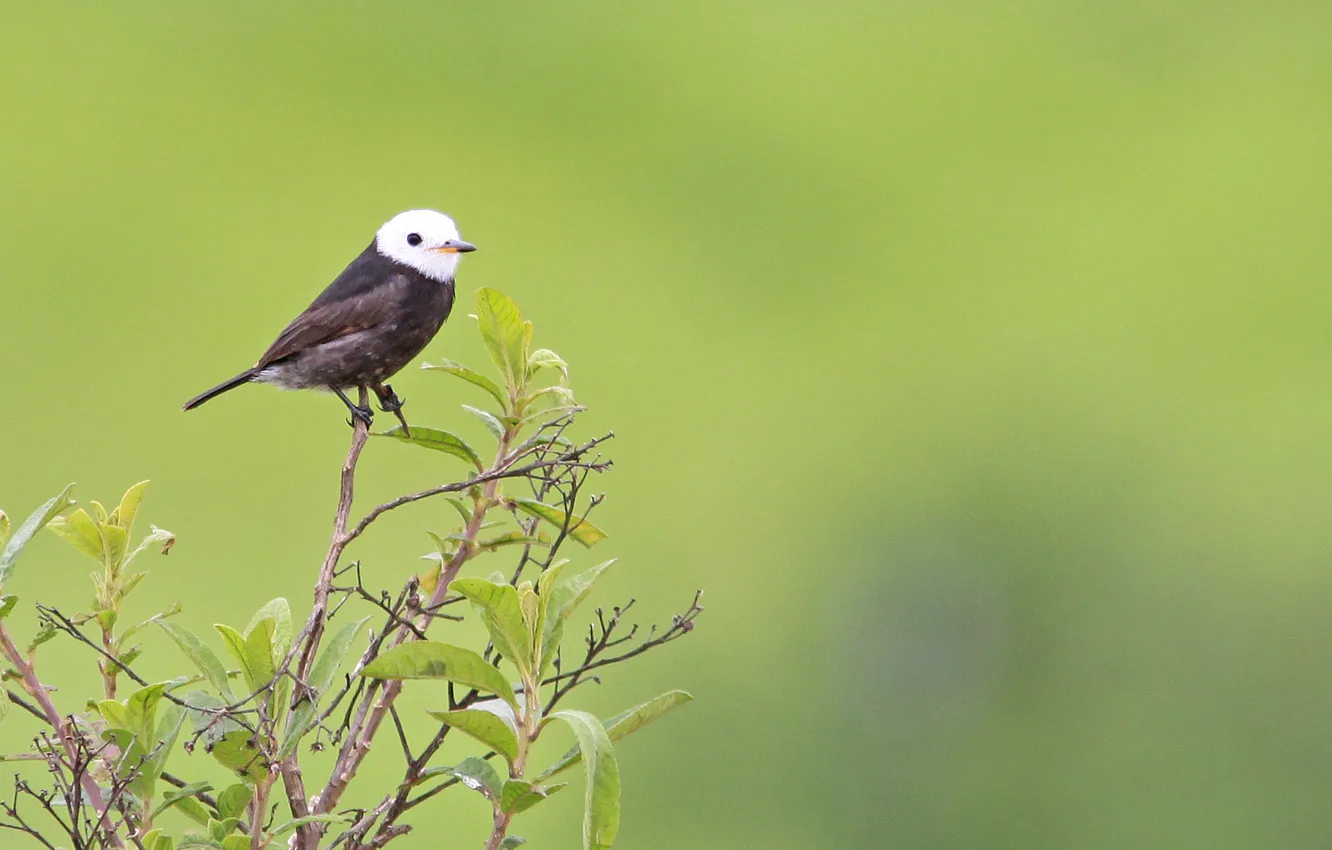 Фото обои Black, Bird, Leaves, Branch, Freirinha, White Head