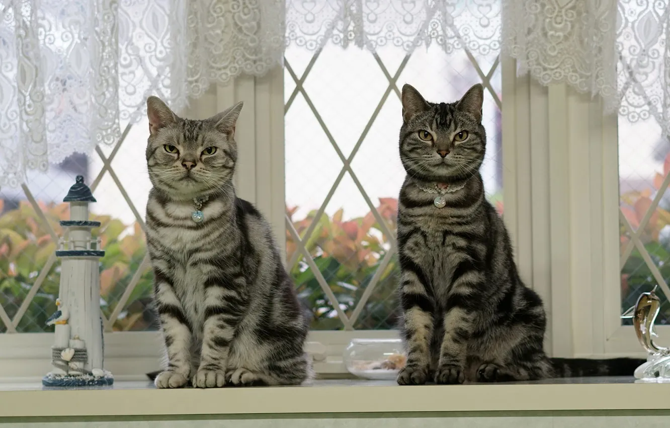 Фото обои кошка, кот, взгляд, стекло, листья, кошки, дом, коты