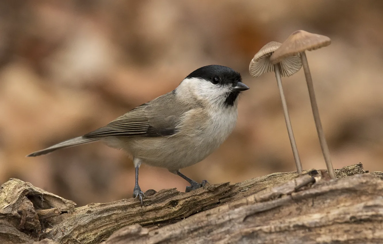Фото обои фон, грибы, птичка
