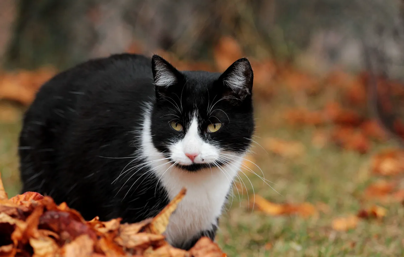 Фото обои осень, кот, листья, кошки, животное, коты