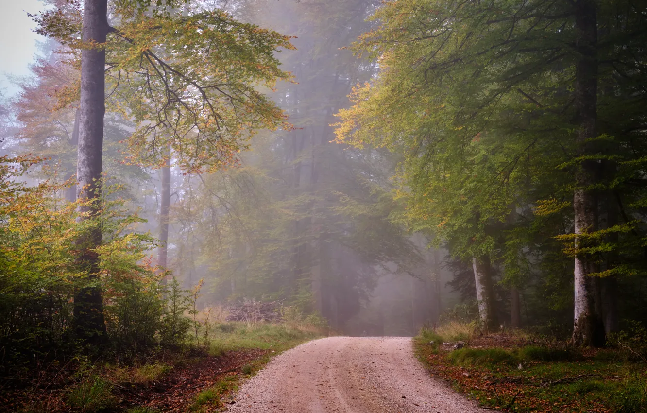 Фото обои дорога, осень, лес, туман, утро