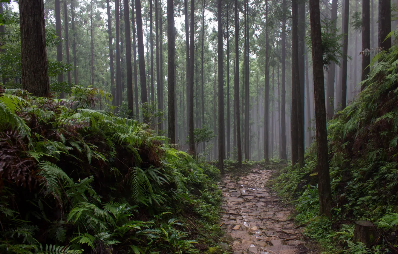 Фото обои лес, деревья, природа, Япония, Japan, тропинка